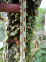 Paragramma longifolia