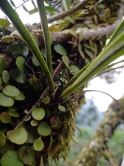 Paragramma longifolia