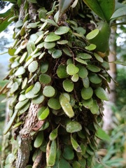 Pyrrosia nummulariifolia