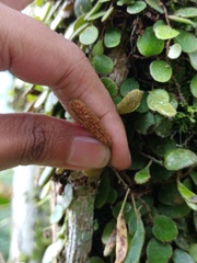 Pyrrosia nummulariifolia