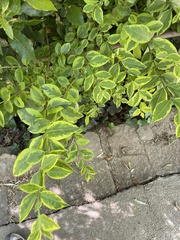 Olea europaea
