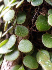 Pyrrosia nummulariifolia