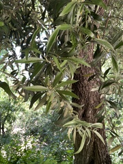 Olea europaea