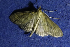 Paratalanta pandalis