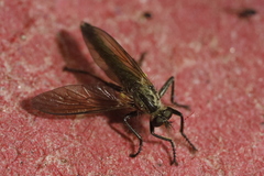 Dysmachus fuscipennis