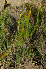 Senecio pinifolius