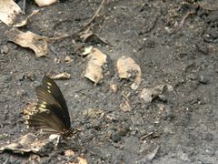 Battus polydamas polydamas