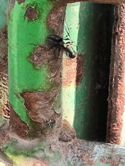 Camponotus vagus