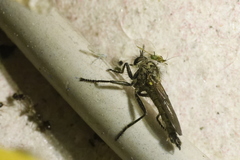 Dysmachus fuscipennis