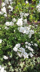 Exochorda