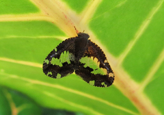 Ricanoptera fenestrata