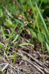 Anthoxanthum glabrum