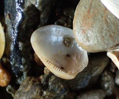 Linucula hartvigiana