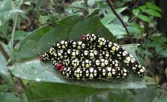 Pyrrhochalcia iphis
