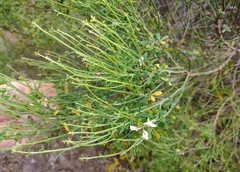 Cytisus filipes