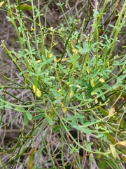 Cytisus filipes