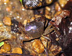 Cryptopotamon anacoluthon