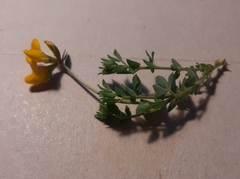 Lotus corniculatus corniculatus
