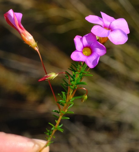 Oxalis confertifolia