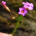 Oxalis confertifolia - Photo (c) Nick Helme,  זכויות יוצרים חלקיות (CC BY-SA), הועלה על ידי Nick Helme