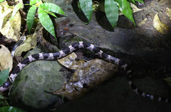 Lycodon futsingensis