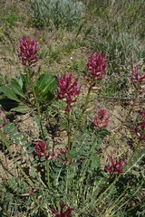 Astragalus brachycarpus