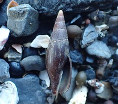Isara carbonaria