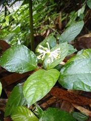 Argostemma borragineum