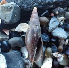 Isara carbonaria