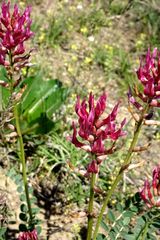 Astragalus brachycarpus