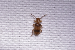 Cymatodera puncticollis
