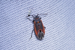 Melacoryphus nigrinervis