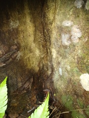 Dolichognatha longiceps