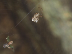 Dolichognatha longiceps