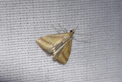 Microtheoris