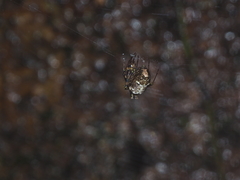 Dolichognatha longiceps