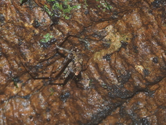 Dolichognatha longiceps