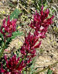 Astragalus brachycarpus