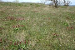 Astragalus brachycarpus