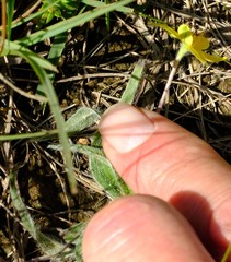 Hypoxis floccosa