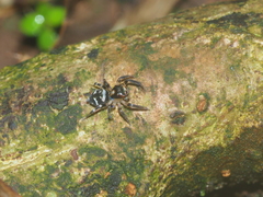 Thorelliola javaensis