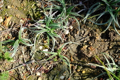 Hypoxis floccosa