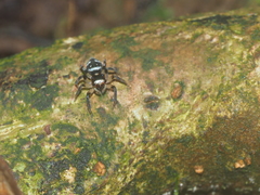 Thorelliola javaensis