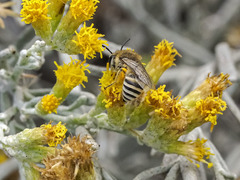 Colletes moricei