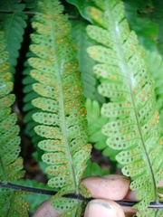 Tectaria sagenioides