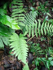 Tectaria sagenioides