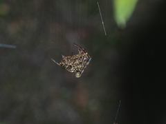 Dolichognatha longiceps
