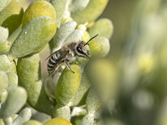 Colletes moricei