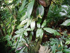 Bolbitis heteroclita