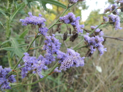 Limonium alutaceum
